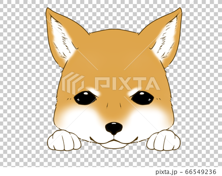 柴犬のアイコン風イラストのイラスト素材