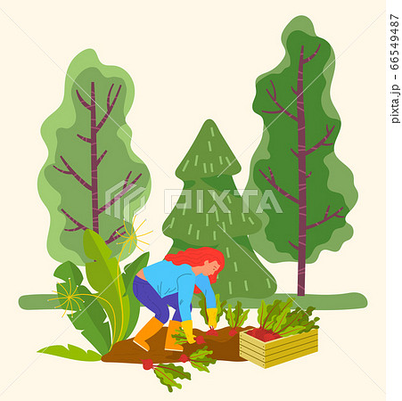 Woman Harvesting Beetroots in Field, Farming Girl 66549487