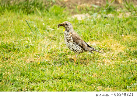 Kestrel catching worms on a lawn in County Donegal - Ireland. Kestrel catching worms on a lawn in County Donegal - Ireland. 66549821