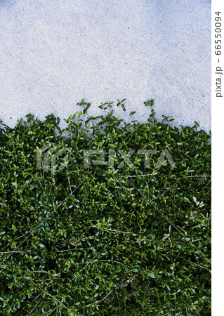 駐車場スリットのグランドカバーの植物の写真素材