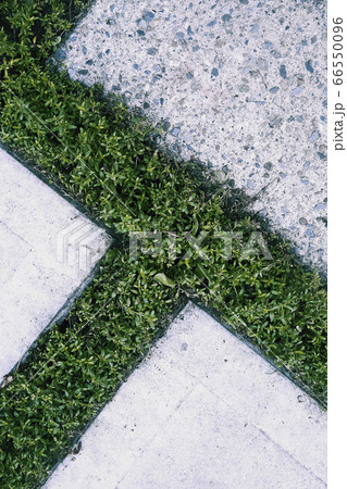 駐車場スリットのグランドカバーの植物の写真素材