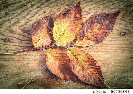 Autumn leaves Autumn leaves 66550348
