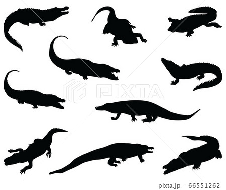 Black silhouettes of crocodiles on a white background Black silhouettes of crocodiles on a white background 66551262