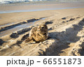 Common seal sunbathing on the beach 66551873