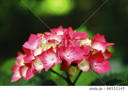 緑の中に映える美しいアジサイ 緑の中に映える美しいアジサイ 66552145