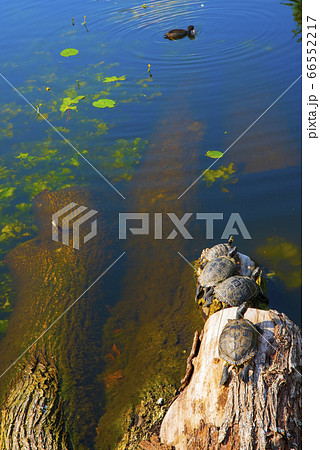 Red-eared turtles basking and swimming in the sun 66552217