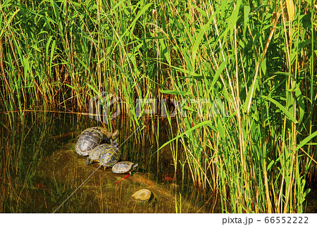 Red-eared turtles basking and swimming in the sun 66552222