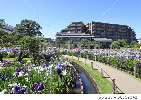 堀切菖蒲園 色とりどりの花菖蒲 堀切菖蒲園 色とりどりの花菖蒲 66552342