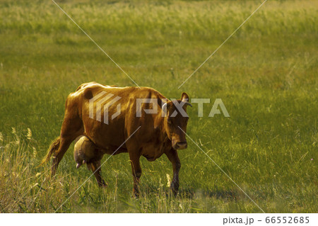 The red-haired cow returns with full udder from the pasture across the green field. 66552685