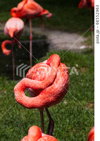 Flamingo in sleeping position Flamingo in sleeping position 66552963