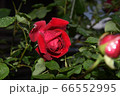 真紅の薔薇 66552995
