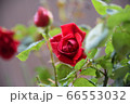 赤い薔薇 66553032