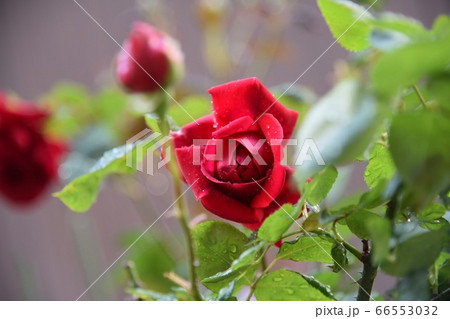 赤い薔薇 66553032
