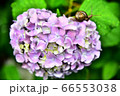 紫陽花とカタツムリ 66553038