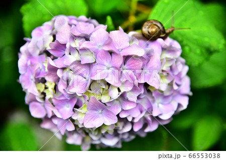 紫陽花とカタツムリ 紫陽花とカタツムリ 66553038