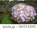 水に浮かんだ紫陽花 66553045