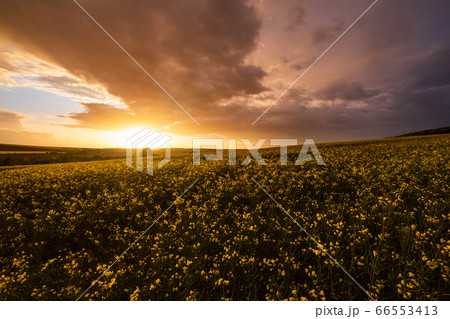 Spring sunset rapeseed yellow blooming fields 66553413