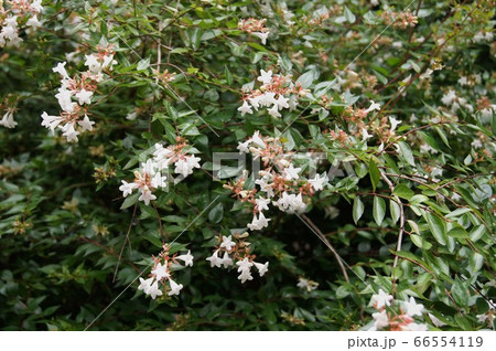 アベリア アベリア 66554119