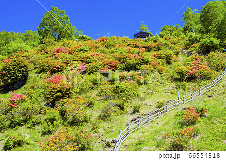 レンゲツツジ咲く見晴山展望台 66554318