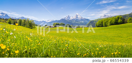 Idyllic landscape in the Alps with blooming meadows in springtime 66554339