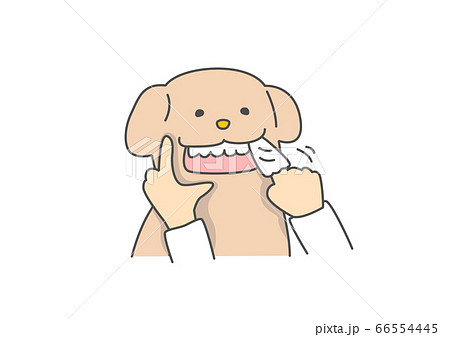 布で歯磨きをするゴールデンレトリバー犬のイラスト素材