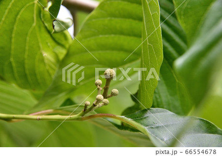 カンレンボクのつぼみ 66554678