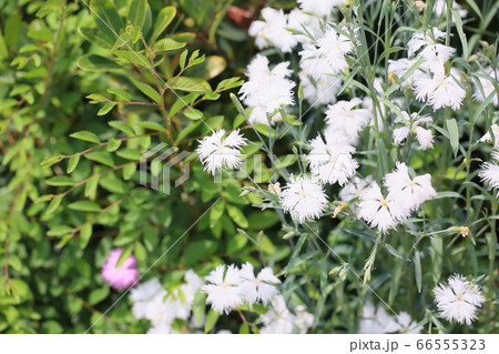 白色ナデシコの花 白色ナデシコの花 66555323