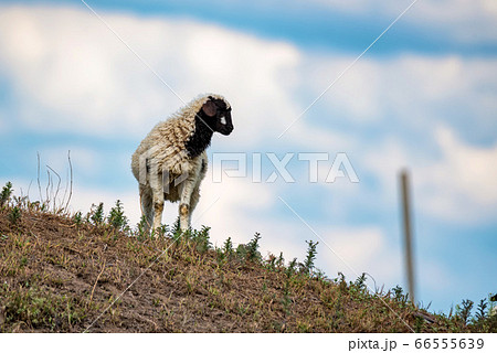 Young black and white lamb in nature 66555639