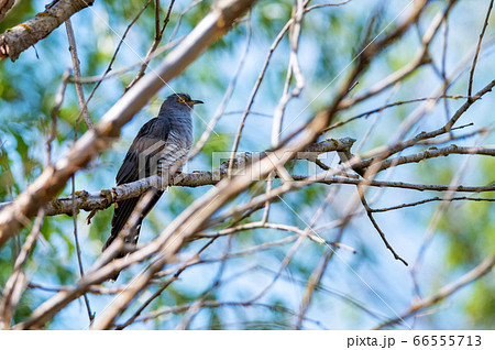 Common Cuckoo or Cuculus canorus perches on branch 66555713