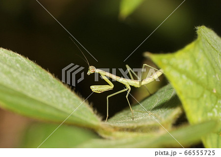 オオカマキリの幼虫 オオカマキリの幼虫 66555725