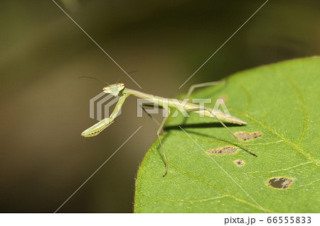 オオカマキリの幼虫 66555833
