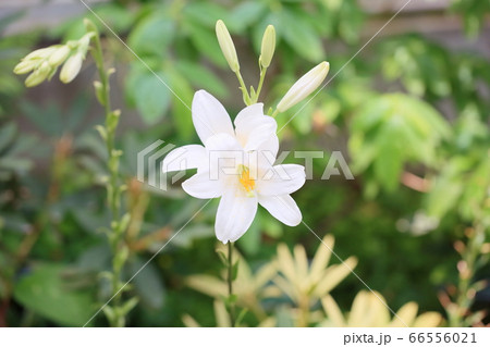 マドンナリリーの花 マドンナリリーの花 66556021