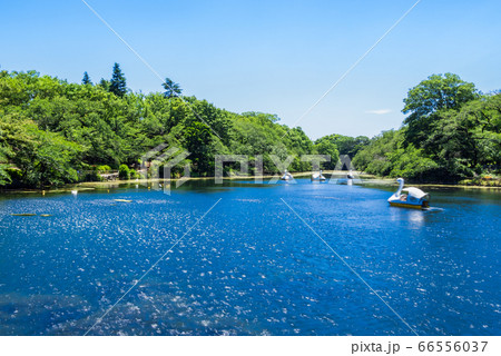 東京　吉祥寺　井の頭公園 66556037
