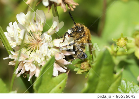 オオハラナガツチバチ 66556045