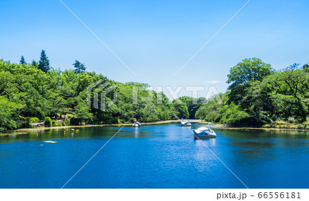 東京 吉祥寺 井の頭公園 東京 吉祥寺 井の頭公園 66556181