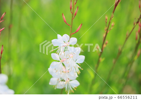 ガウラの花 66556211