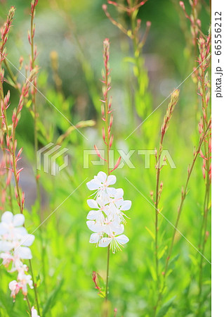 ガウラの花 66556212