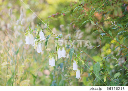 ホタルブクロの花 66556213
