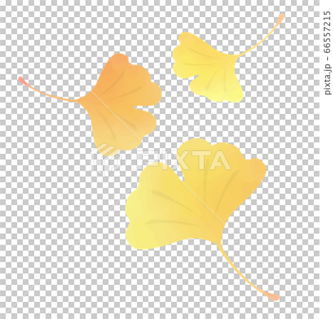 銀杏葉的水彩插圖 銀杏葉的水彩插圖 66557215