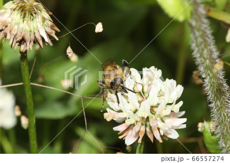 オオハラナガツチバチ オオハラナガツチバチ 66557274