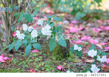 バイカウツギの花 バイカウツギの花 66557301