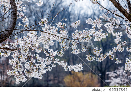 桜 春 花 66557345