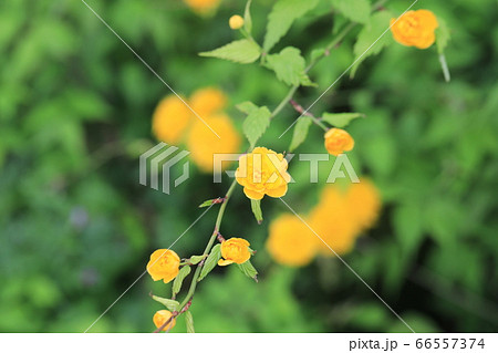 ヤマブキ 66557374