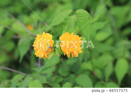 ヤマブキ 66557375