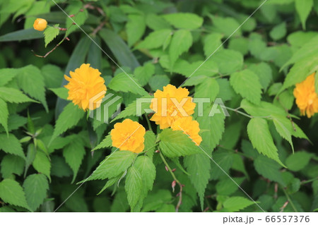 ヤマブキ 66557376