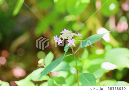 ヤマアジサイの花　七段花 66558030