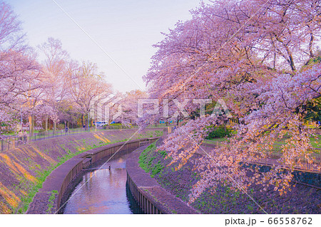 善福寺緑地公園の桜と夕景 善福寺緑地公園の桜と夕景 66558762