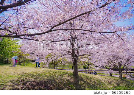葛西臨海公園の満開の桜 葛西臨海公園の満開の桜 66559266