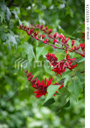 サンゴシトウ 66559774