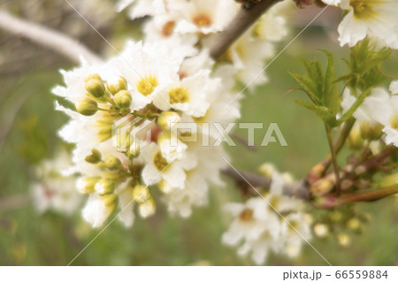 White cherry flowers. Selective focus. Creative vintage background. 66559884